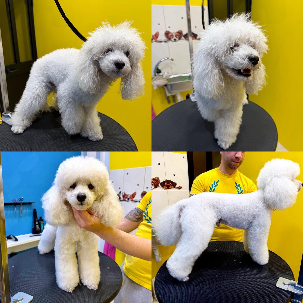 Bailey — before and after grooming
