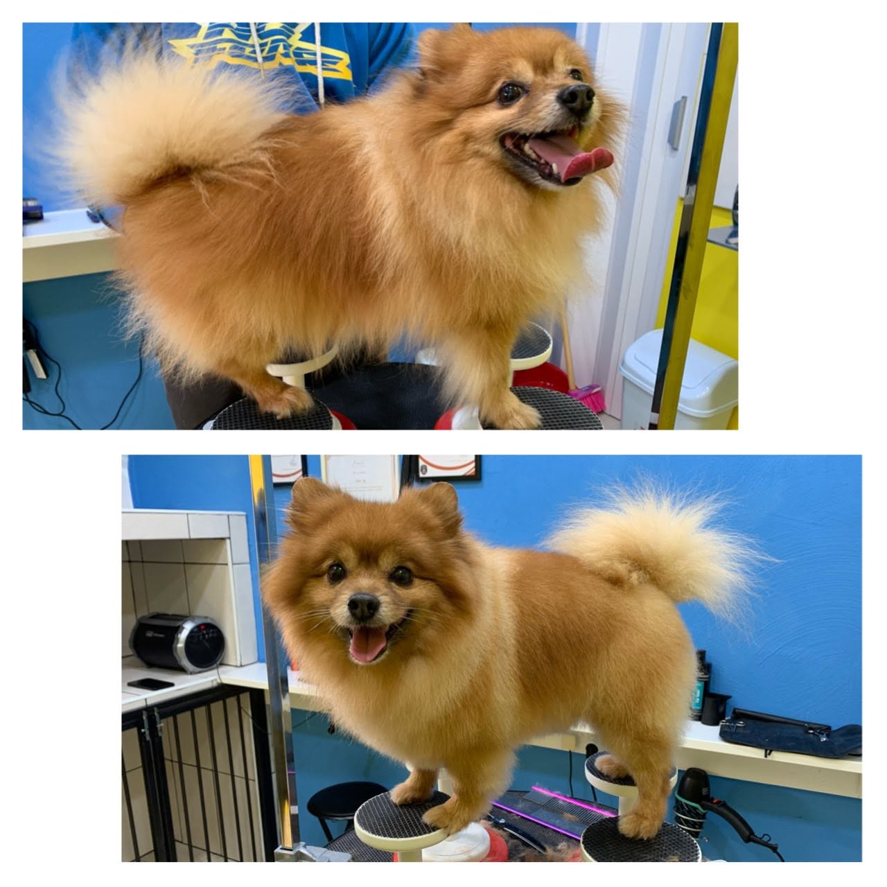 Rocco — before and after grooming