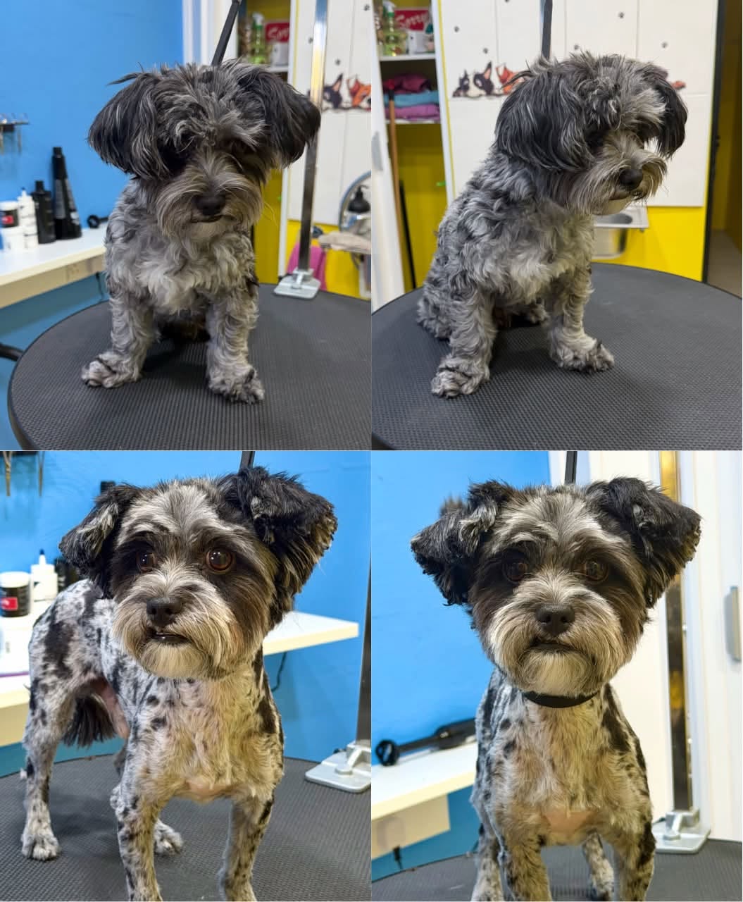 Luna — before and after grooming