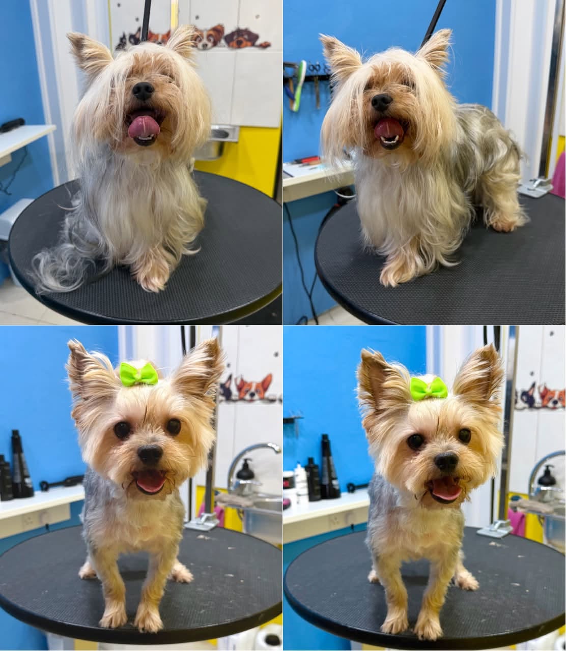 Coco — before and after grooming