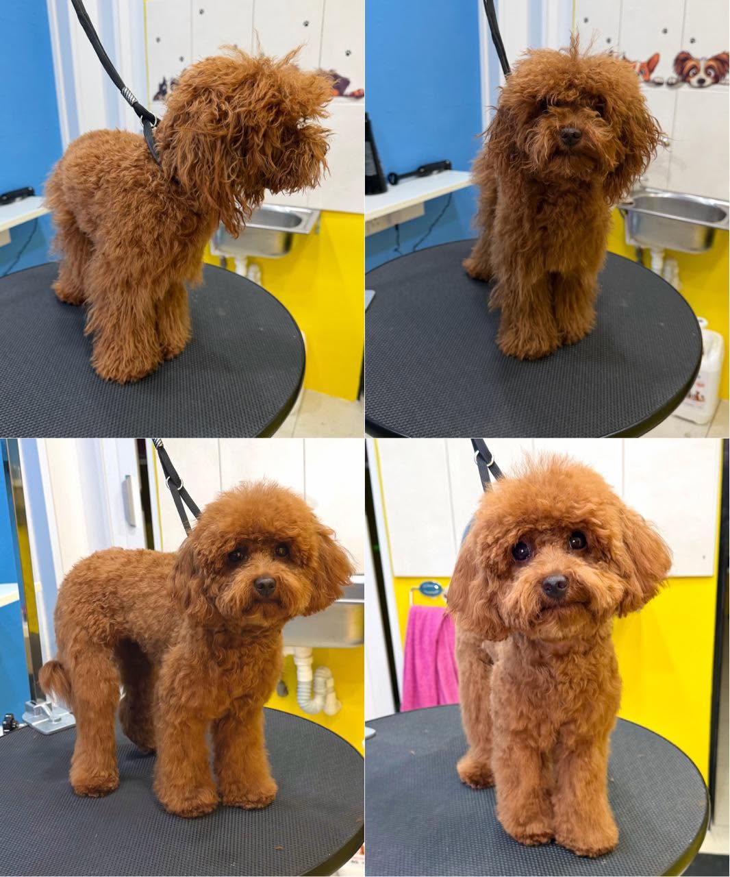 Teddy — before and after grooming