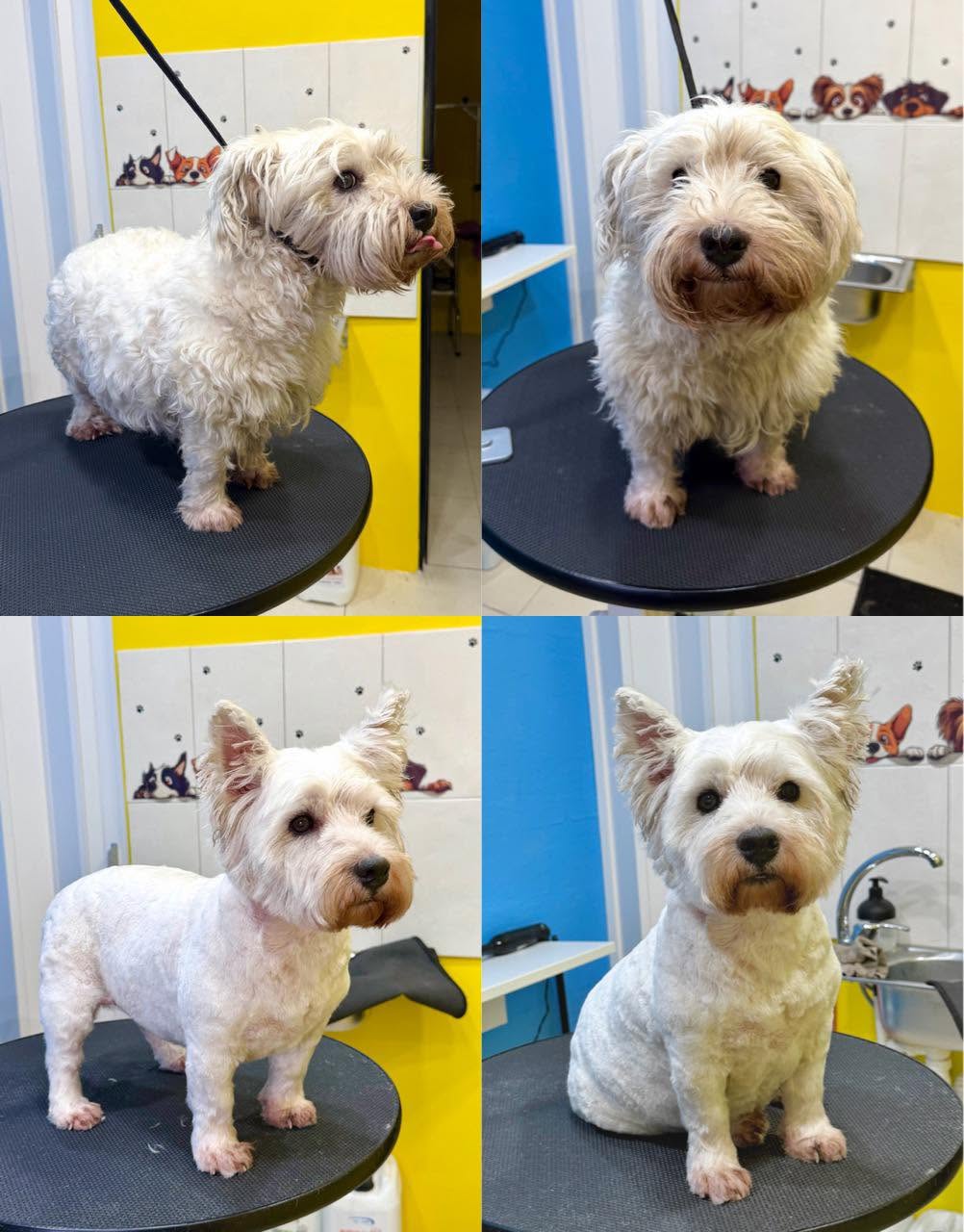Milo — before and after grooming